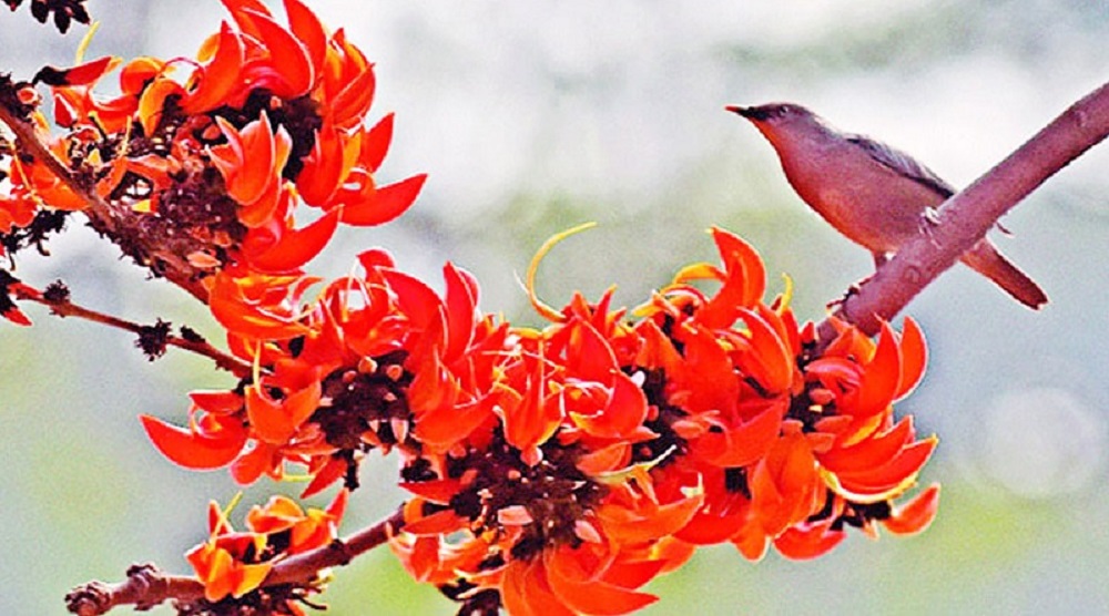 আজ পহেলা ফাল্গুন, ভালোবাসার দিন