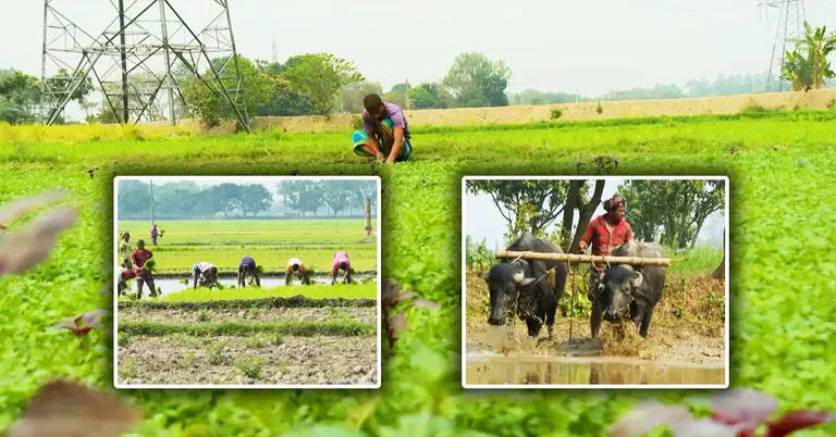 কৃষি অর্থনীতির নতুন সূচনার আভাস?